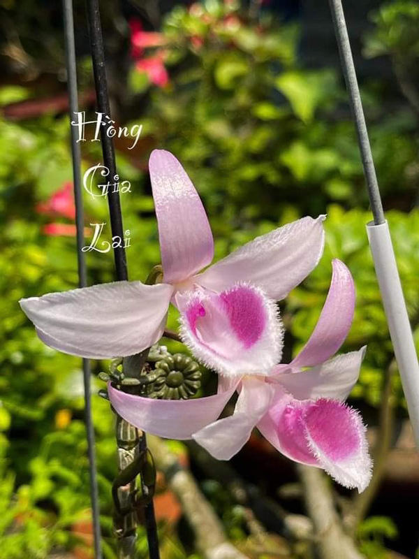 Bí quyết chăm sóc hoa lan - lan đột biến thành công của Nghệ nhân Bạch Thị Trâm Anh