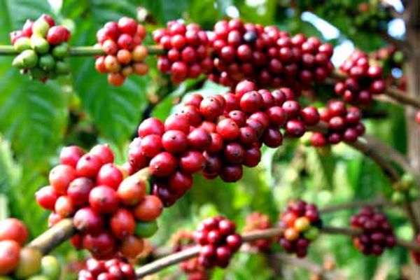 Cách chăm sóc cây cà phê mùa khô