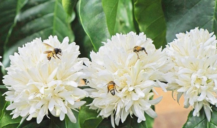 Mật ong hoa cà phê DakLak